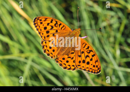 Dark green fritillary, open wings, from above, Stock Photo