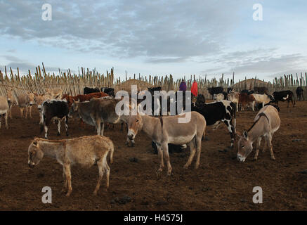 Africa, Tanzania, Ngorongoro highland, Massai, cattle gate, Stock Photo