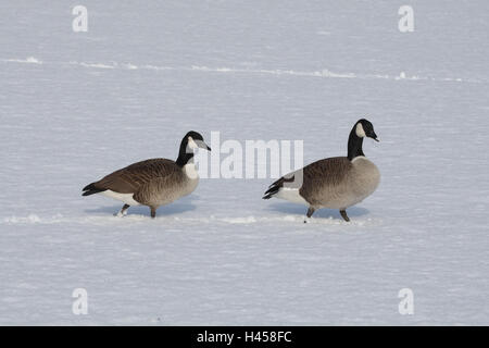 Canada goose, Branta canadensis, winter, snow, Stock Photo