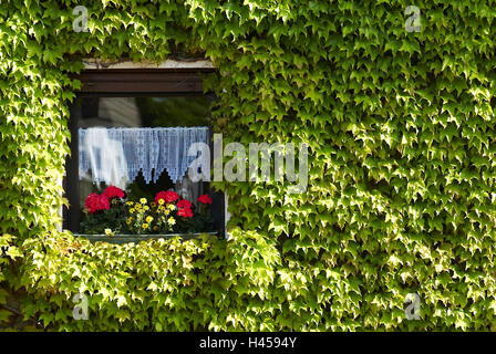 House, window, detail, wild vine, overgrown, Stock Photo