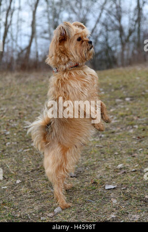 Meadow, hybrid dog, Hinterpfoten, stand, side view, mammal, dog, pet, animal, well, educated, well-bred, attention, whole body, Stock Photo