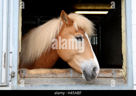 Stable, window, Haflinger horse, portrait, side view, Stock Photo