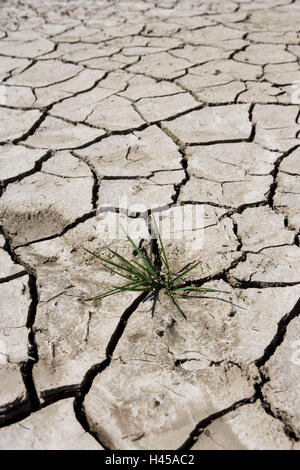 Earth, dried out, cracked, plant, Stock Photo