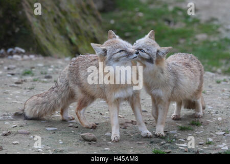 Kit fox, Vulpes velox, two, Stock Photo