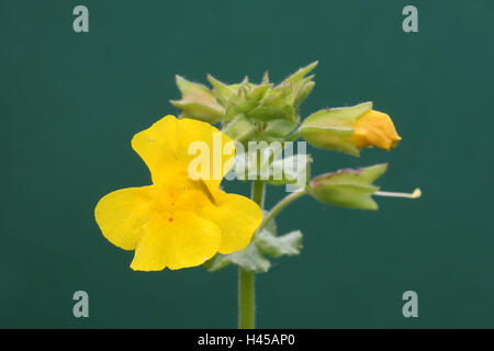 Yellow monkeyflower, Mimulus guttatus, Stock Photo