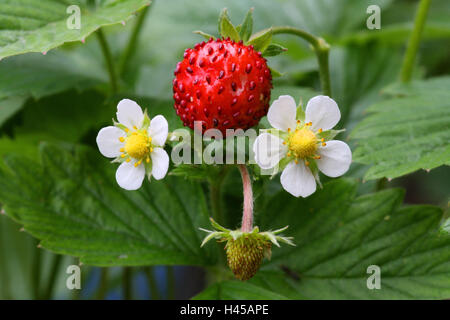 Wild strawberry, Fragaria vesca, Stock Photo