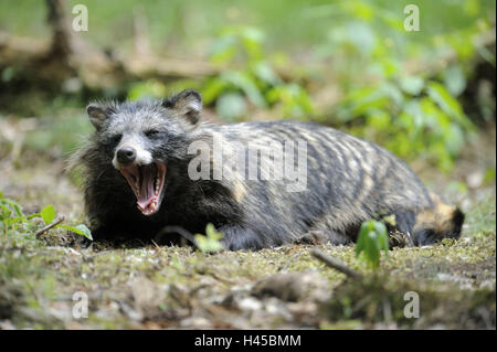 Marten's dog, Nyctereutes procyonoides, rest, Stock Photo