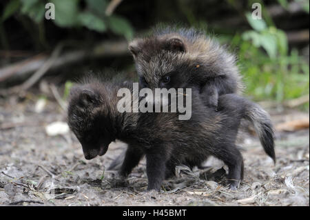 Marten's dog, Nyctereutes procyonoides, young animals, play, Stock Photo