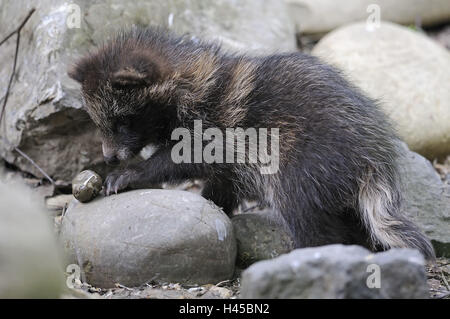 Marten's dog, Nyctereutes procyonoides, young animal, play, Stock Photo