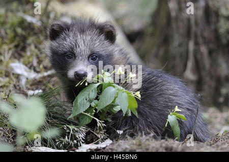 Marten's dog, Nyctereutes procyonoides, young animal, attention, Stock Photo