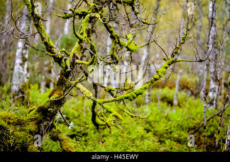 tree fully grown with moss in autumnal forest Stock Photo