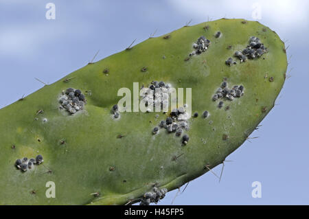 Spain, Canary islands, island grain Canaria, fig cactus, detail, Cochenillenschildläuse Stock Photo