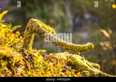 branch grown with moss in forest landscape Stock Photo