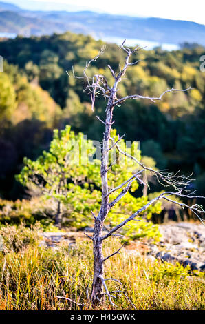 branch grown with moss in forest landscape Stock Photo