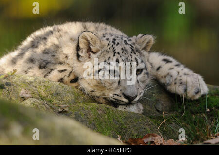 Snow leopard, Uncia uncia, young animal, portrait, Stock Photo