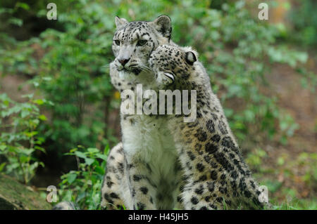 Snow leopards, Uncia uncia, nut with young animal, play, Stock Photo