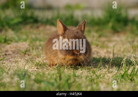 Netherland Dwarf rabbit 'loh Havanna', young animal, meadow, front view, crouching, cowering, looking at camera, Stock Photo