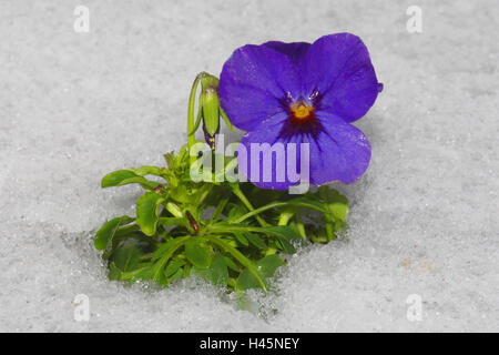 Wild pansies, snow, pansy, plant, flower, blossom, blossom, mauve, violet, landscape format, garden, winter, Stock Photo