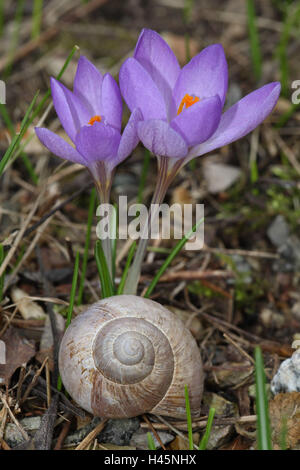 Spring saffron, Crocus vernus, edible snail, Stock Photo