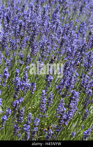 Real lavender, Lavandula angustifolia, blossoms, bumblebees, Stock Photo