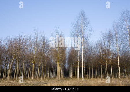 Landscape architecture, trees, Riemer Park, Stock Photo