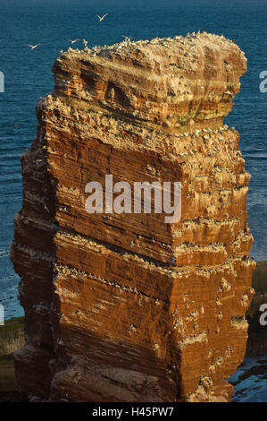 Germany, Schleswig - Holstein, island Helgoland, bile needle Long Anna, bird's colony, Stock Photo