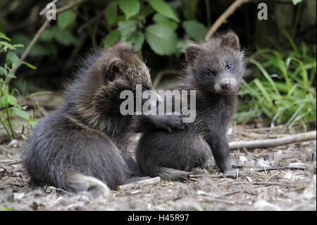 Marten's dog, Nyctereutes procyonoides, young animals, play, Stock Photo