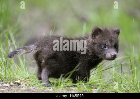 Marten's dog, Nyctereutes procyonoides, young animal, meadow, Stock Photo