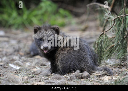 Marten's dog, Nyctereutes procyonoides, young animal, attention, Stock Photo