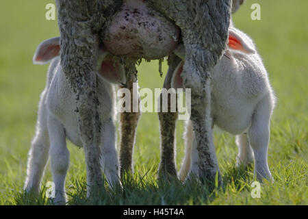 merino sheeps, dam, lambs, suckles, Stock Photo