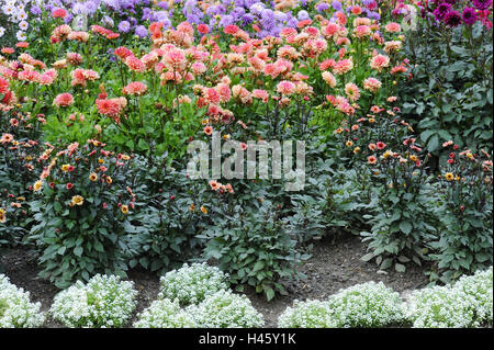 Garden, dahlias, cactus dahlia, sort 'Zuster Clarentine', Stock Photo