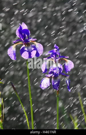 Siberian iris in the rain, iris sibirica, Stock Photo