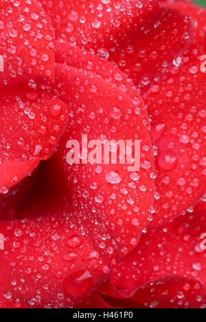 Rose blossom, drop water, close up, Stock Photo