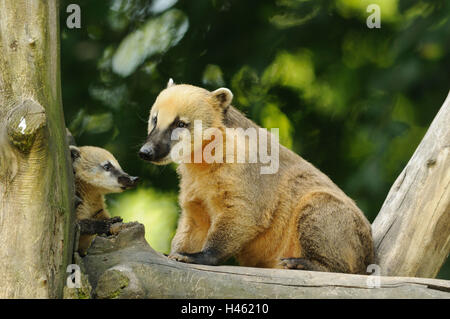 South American coatis, Nasua nasua, mother animal with young animal, trunk, sitting, side view, Stock Photo
