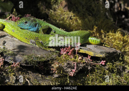 Emerald lizards, Lacerta viridis, Stock Photo