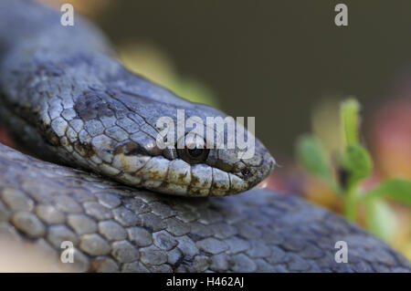 Smooth snake, Coronella austriaca, Stock Photo