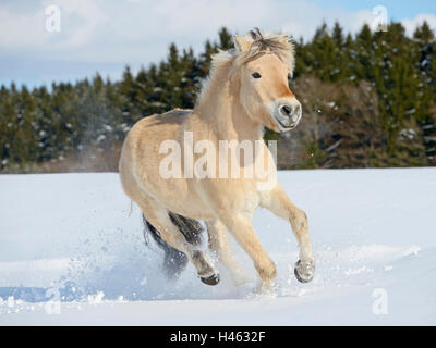 Norwegian Fjord horse galloping in winter Stock Photo