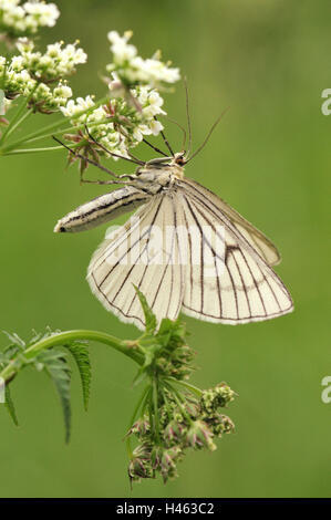 Black-veined moth, side view, Stock Photo