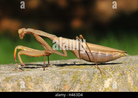Common praying mantis, brown, females, Stock Photo