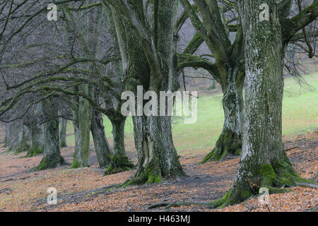 Summer lime-trees, Tilia platyphyllos, Stock Photo