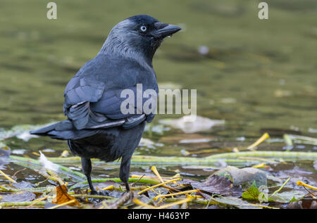 Jackdaw bird (Corvus monedula), AKA Wester Jackdaw, Eurasian Jackdaw & European jackdaw, standing on ground by water in West Sussex, England, UK. Stock Photo