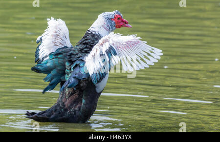 Muscovy duck (Cairina moschata) with it's wings out on a lake. Stock Photo