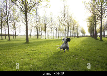 Germany, Bavaria, Munich, landscape architecture, trees, meadow, dog, running, Stock Photo