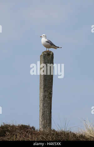 Attack gull, wooden pole, Stock Photo