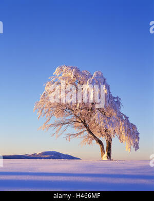 Copper beech, Fagus sylvatica, snow-covered, morning light, leafless, Germany, winter scenery, scenery, tree, snow, frost, season, cold, broad-leaved tree, morning, morning mood, nature, snowy, snow scenery, Black Forest, south Black Forest, mood, time of Stock Photo