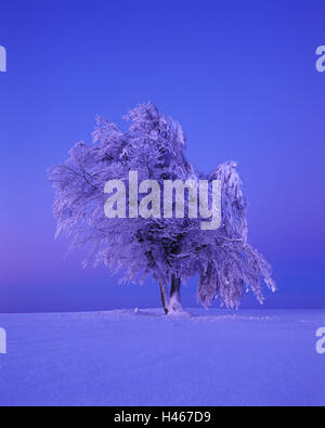 Copper beech, Fagus sylvatica, snow-covered, dusk, leafless, Germany, winter scenery, scenery, tree, snow, frost, season, cold, broad-leaved tree, morning, morning mood, nature, snowy, snow scenery, Black Forest, south Black Forest, mood, time day, winter, solitaire tree, book, Stock Photo