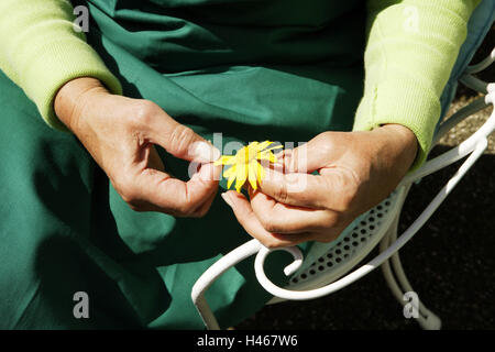 older person, female, sitting, detail, hands, flower, petals pluck up, model released, people, woman, old, older person, female, pensioner, female, age, leisure, female, adult, pension, gardening, alone, thoughtful, love, loneliness, test, flower, count, Stock Photo