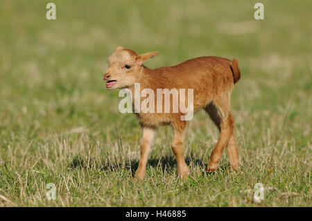 Domestic sheep, Ovis orientalis aries, lamb, side view, bleating, Stock Photo