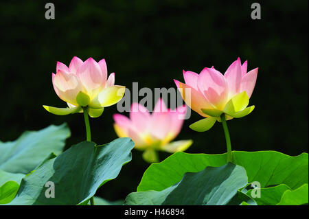 Indian lotus, Nelumbo nucifera, Stock Photo