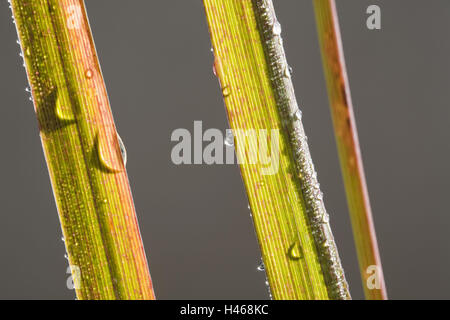 Blades of grass, drops of water, close-up, pale green, side by side, Stock Photo